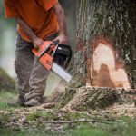 Service d'abattage arbre Laval / Amenagement Paysagiste Rive-Nord